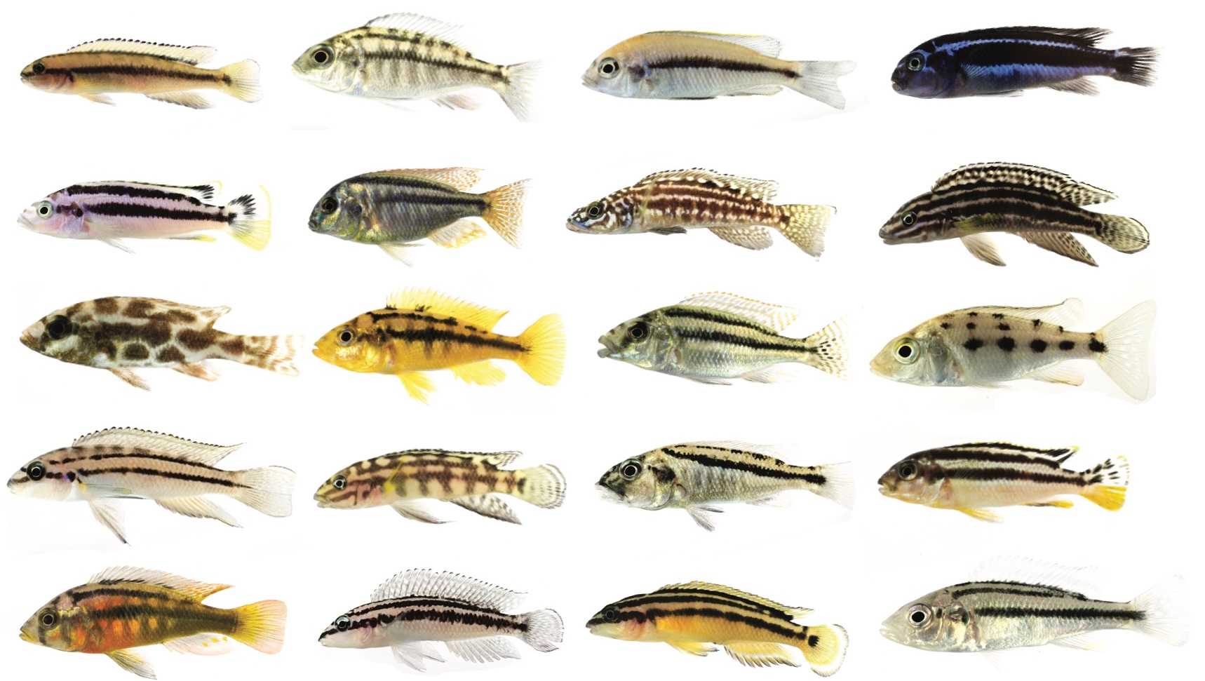 this is where the non-ichthyologists go “haha, what body shape diversity” but real ones know