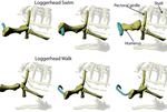 Turtle Girdles: Comparing the Relationships Between Environment and Behavior on Forelimb Function in Loggerhead Sea Turtles (Caretta caretta) and River Cooters (Pseudemys concinna)