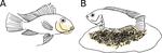 The spandrels of Satan's perches: evidence for the co-optation of feeding traits in the convergent evolution of mouthbrooding in Neotropical cichlids