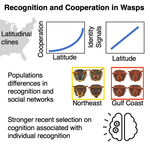 Evidence for a selective link between cooperation and individual recognition