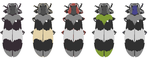 recolorize: An R package for flexible colour segmentation of biological images